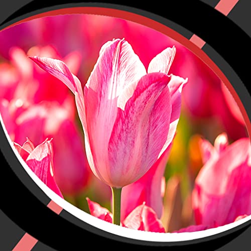 Fondos en vivo - Tulipanes