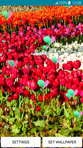 Fondos en vivo - Tulipanes