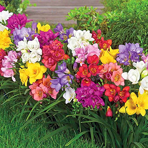 Freesia Double Mix - 10 / Freesia Double Mix - 10 bulbos