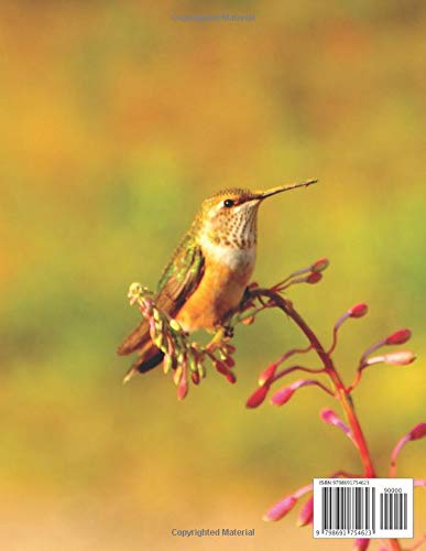 Golden Green and Orange Hummingbird on a Fire Pink Flower 1 year Undated Weekly Calendar Planner: Cute Large Sized Goals, To-Do Lists, Tasks, Notes, ... Undated Organizer Weekly Calendar Planner)