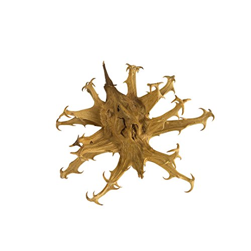 HARPAGOPHYTUM ECOLÓGICO * 400 mg / 60 cápsulas * Antiinflamatorios, Articulaciones (inflamación), Digestión * Garantía de satisfacción o reembolso * Fabricado en Francia