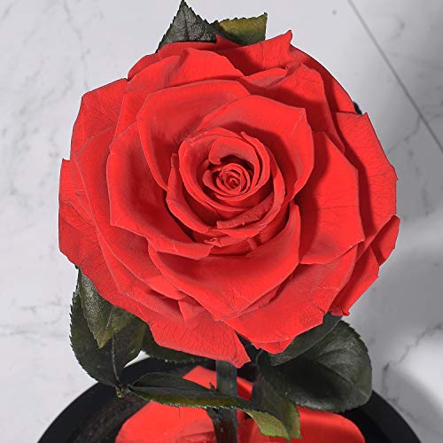 HELA Flores preservadas Hechas a Mano Rosa Eterna con Luces LED y Caja de Regalo - 20cm (la Bella y la Bestia Rosa)