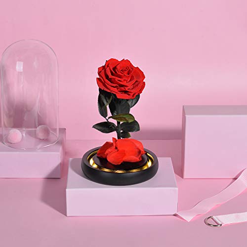 HELA Flores preservadas Hechas a Mano Rosa Eterna con Luces LED y Caja de Regalo - 20cm (la Bella y la Bestia Rosa)