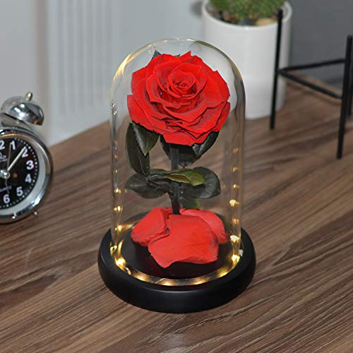 HELA Flores preservadas Hechas a Mano Rosa Eterna con Luces LED y Caja de Regalo - 20cm (la Bella y la Bestia Rosa)