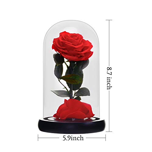 HELA Flores preservadas Hechas a Mano Rosa Eterna con Luces LED y Caja de Regalo - 20cm (la Bella y la Bestia Rosa)