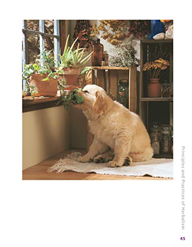 Herbs for Pets: The Natural Way to Enhance Your Pet's Life