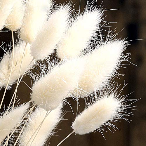 hierba de pampa seca,hierba de pampas,grass secas para decoración del hogar,pampas grass decoracion,hierba de pampas para decoración de jardín (blanco)