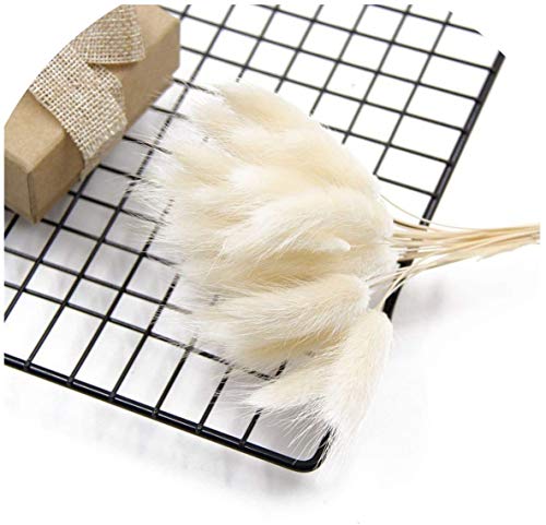 hierba de pampa seca,hierba de pampas,grass secas para decoración del hogar,pampas grass decoracion,hierba de pampas para decoración de jardín (blanco)