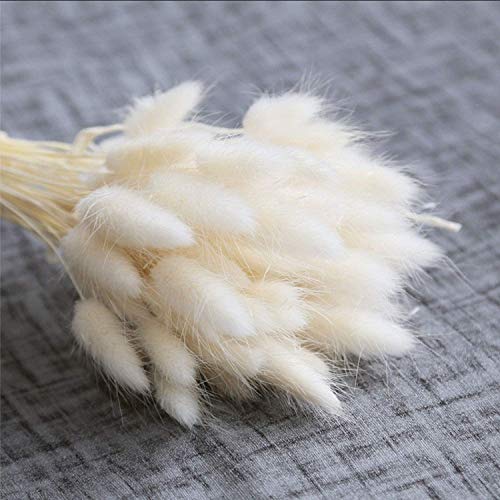 hierba de pampa seca,hierba de pampas,grass secas para decoración del hogar,pampas grass decoracion,hierba de pampas para decoración de jardín (blanco)