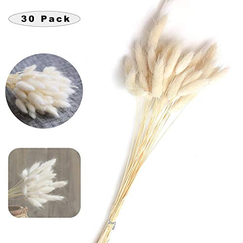 hierba de pampa seca,hierba de pampas,grass secas para decoración del hogar,pampas grass decoracion,hierba de pampas para decoración de jardín (blanco)