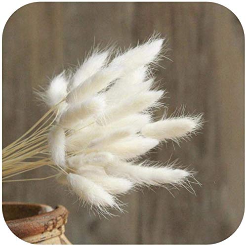 hierba de pampa seca,hierba de pampas,grass secas para decoración del hogar,pampas grass decoracion,hierba de pampas para decoración de jardín (blanco)