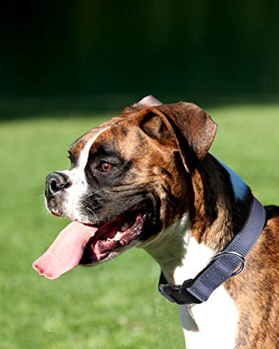Joytale Collar Perro Reflectante,Nylon Collar Acolchado con Neopreno,Ajustable para Perros Mediano,35-50cm,Gris