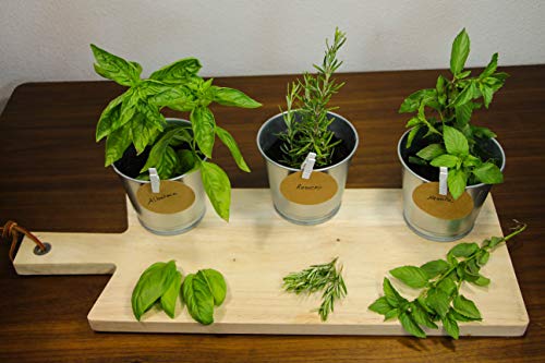 Kit de plantas para huerto urbano - Cultiva tus plantas aromáticas en casa - Semillas (Menta, Albahaca y Romero)