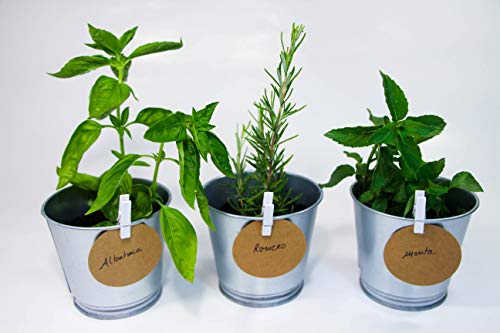 Kit de plantas para huerto urbano - Cultiva tus plantas aromáticas en casa - Semillas (Menta, Albahaca y Romero)