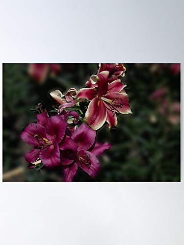 Lady Pink Fragrant Lily Orienpet African Carbonero Red El póster de decoración de interiores más impresionante y elegante disponible en tendencia ahora