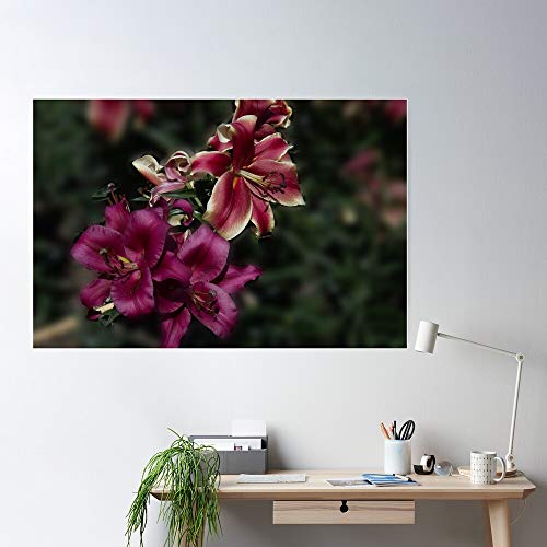 Lady Pink Fragrant Lily Orienpet African Carbonero Red El póster de decoración de interiores más impresionante y elegante disponible en tendencia ahora