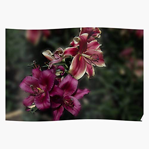 Lady Pink Fragrant Lily Orienpet African Carbonero Red El póster de decoración de interiores más impresionante y elegante disponible en tendencia ahora