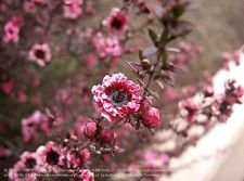 Leptospermum scoparium Las semillas del árbol del té de Manuka compacto Evergreen bellas flores (20)