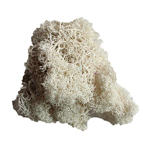 little finger Musgo de Flores Artificiales, Planta Artificial conservada de Reno, Musgo de Reno, Bricolaje, Manualidades, decoración del hogar, Blanco, 1#