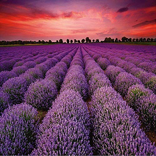 LWEEHNF Rompecabezas de 1000 Piezas Único Francia Provence Campo de Lavanda Rompecabezas Rompecabezas de Paisaje al Atardecer de Verano para niños Adultos Madre s