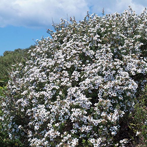 Manuka Tree Seeds (Leptospermum scoparium) 10+ Rare Medicinal Herb Seeds in FROZEN SEED CAPSULES for the Gardener & Rare Seeds Collector - Plant Seeds Now or Save Seeds for Years