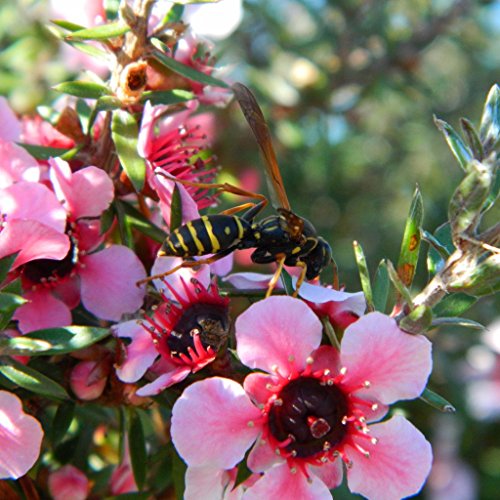 Manuka Tree Seeds (Leptospermum scoparium) 10+ Rare Medicinal Herb Seeds in FROZEN SEED CAPSULES for the Gardener & Rare Seeds Collector - Plant Seeds Now or Save Seeds for Years