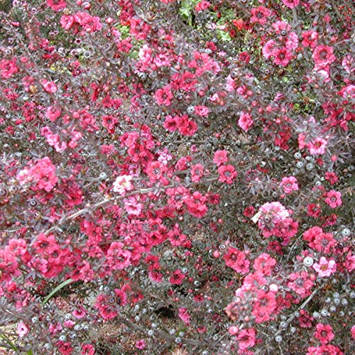 Manuka Tree Seeds (Leptospermum scoparium) 10+ Rare Medicinal Herb Seeds in FROZEN SEED CAPSULES for the Gardener & Rare Seeds Collector - Plant Seeds Now or Save Seeds for Years