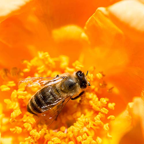 Miel Ecológica. 1kg. 100% andaluza, recolectada en la Sierra de Sevilla. Mil Flores. No pasteurizada ni micronizada.