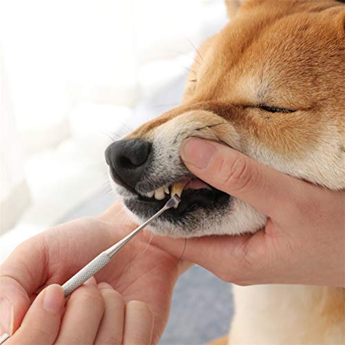 MIFASA Herramientas de Limpieza de Dientes de Mascotas Bolígrafos para blanquear los Dientes de Perro Herramientas de Cuidado bucal para Mascotas 3Pcs / Set