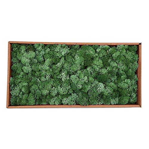 Musgo Secado Flor Seca Preservada Decor - Verde Oscuro