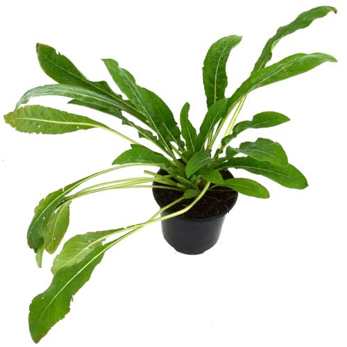 Onagra Planta Natural 10cm Oenothera Biennis para Cultivar en Casa