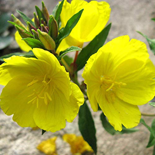 Ornamentales Semillas,Milenrama balcón Enredadera Enredadera Flor Planta de Flores especies-500_ Tarde onagra,Semillas de Plantas Verdes