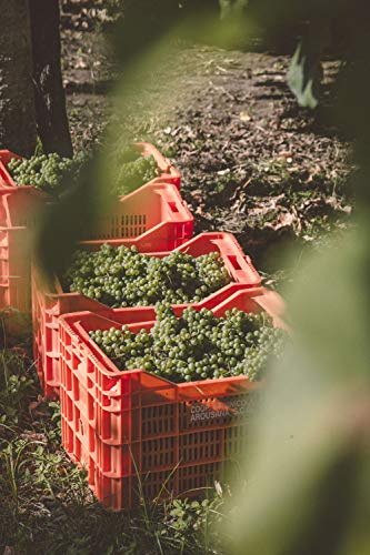 Paco & Lola Ophalum, Vino Blanco - 3 botellas de 75 cl, Total: 2250 ml