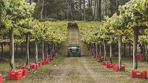 Paco & Lola, Vino Blanco, 150 cl - 1500 ml