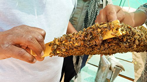 Panal de miel ImkerPur® en miel de acacia altamente aromática (cosecha 2019), 2200 g, en caja fresca de alta calidad y apta para alimentos