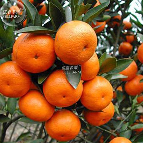 PinkdoseÂ® 2018 venta caliente Davitu naranja mandarina semillas de cÃ­tricos, 20 semillas, paquete profesional, sabroso jardÃ­n dulce Home Garden