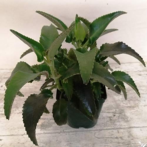 Planta de Kalanchoe Daigremontiana PORTES GRATIS