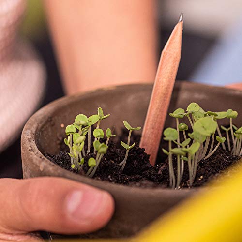 ¿Plantas de lápices? Exactamente – una vez que su lápiz Sprout ya no es adecuado para pintar, dibujar o escribir, puede plantarlo en una maceta, en el balcón o en su jardín y verlo mientras crece.