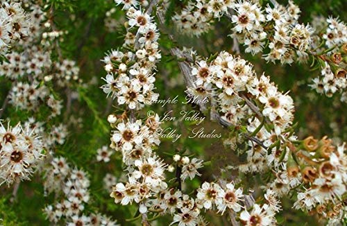 PLAT FIRM SEMILLAS DE GERMINACION: Manuka Tea Leptospermum scoparium 20 Semillas Evergreen Flores Blancas