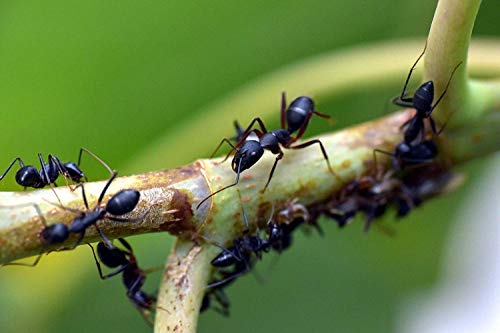 PROTECT HOME® - Insecticida Anti Hormigas en Forma de Cebo granulado Mata Hormigas y Elimina hormigueros – 200Gr – Pack de 2 Unidades