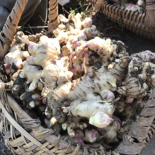 Rodajas de jengibre confitado – 500g