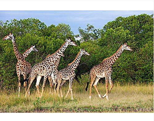 Rompecabezas de 1000 piezas Manada de jirafas Masai Rompecabezas para niños de 5 a 11 años de edad Colorido