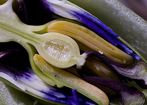 SAFLAX - Flor de la pasión - 25 semillas - Passiflora caerulea