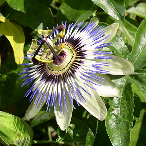 SAFLAX - Flor de la pasión - 25 semillas - Passiflora caerulea