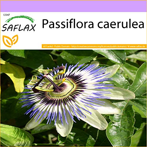 SAFLAX - Flor de la pasión - 25 semillas - Passiflora caerulea