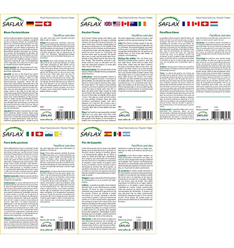 SAFLAX - Flor de la pasión - 25 semillas - Passiflora caerulea