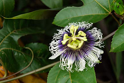 SAFLAX - Fruta de la pasión - 40 semillas - Con sustrato estéril para cultivo - Passiflora edulis