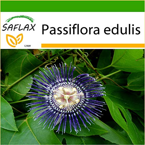 SAFLAX - Fruta de la pasión - 40 semillas - Con sustrato estéril para cultivo - Passiflora edulis