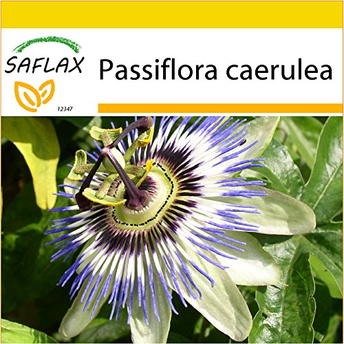 SAFLAX - Set de cultivo - Flor de la pasión - 25 semillas - Con mini-invernadero, sustrato de cultivo y 2 maceteros - Passiflora caerulea
