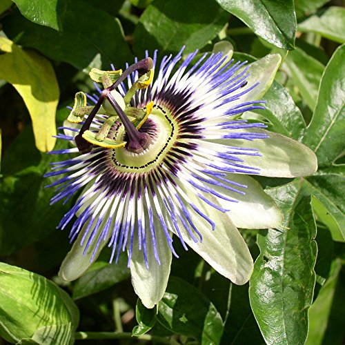 SAFLAX - Set de cultivo - Flor de la pasión - 25 semillas - Con mini-invernadero, sustrato de cultivo y 2 maceteros - Passiflora caerulea